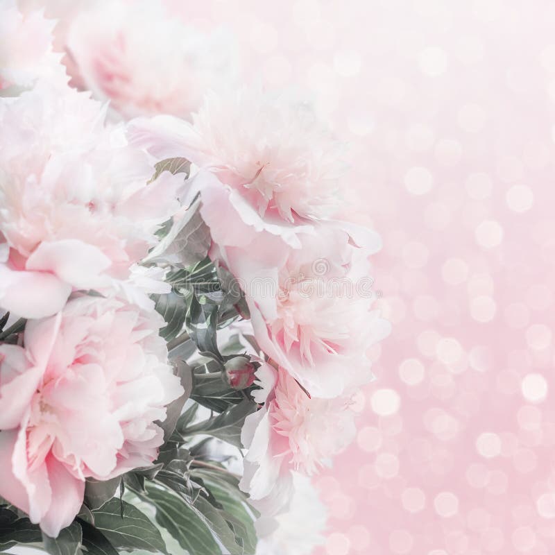Confine floreale delle peonie di rosa abbastanza pastello con bokeh Disposizione o cartolina d'auguri per il giorno di madri
