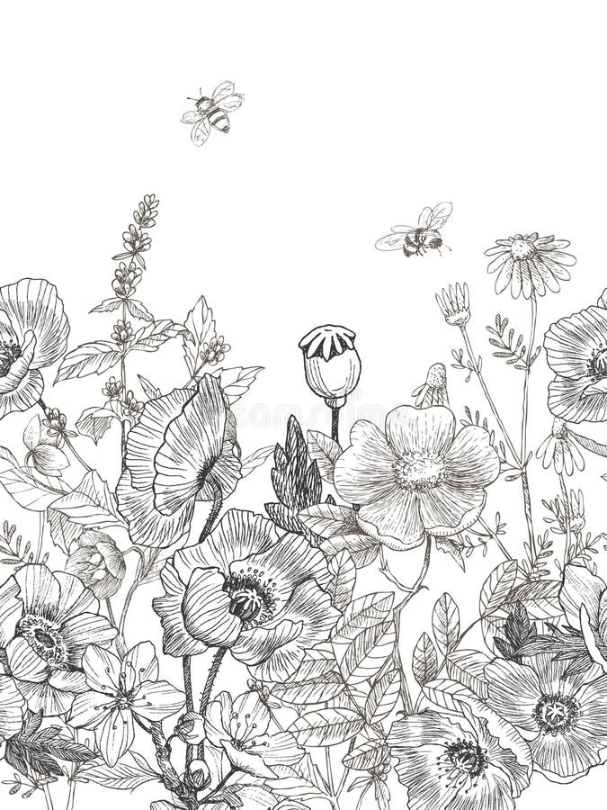 Confine senza cuciture delle erbe e selvaggio delle piante Illustrazione disegnata a mano botanica d'annata Piovuto appena sopra royalty illustrazione gratis Confine senza cuciture delle erbe e selvaggio delle piante Illustrazione disegnata a mano botanica d'annata Piovuto appena sopra royalty illustrazione gratis