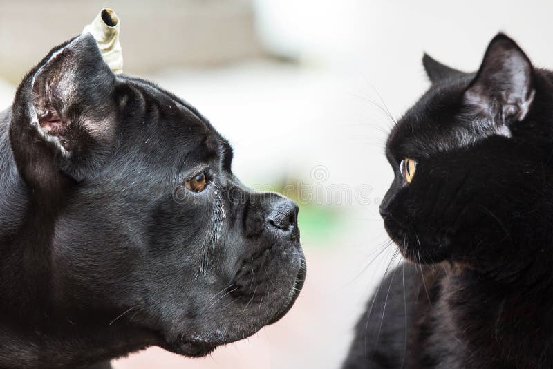 Confrontation of black dogs and cats