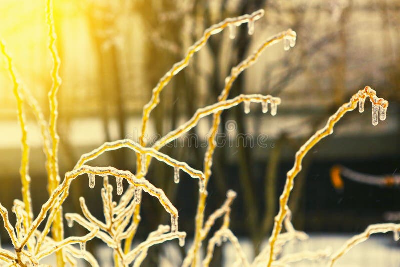 Congelato nei rami di albero del ghiaccio, alberi ghiacciati fotografia stock libera da diritti Congelato nei rami di albero del ghiaccio, alberi ghiacciati fotografia stock libera da diritti