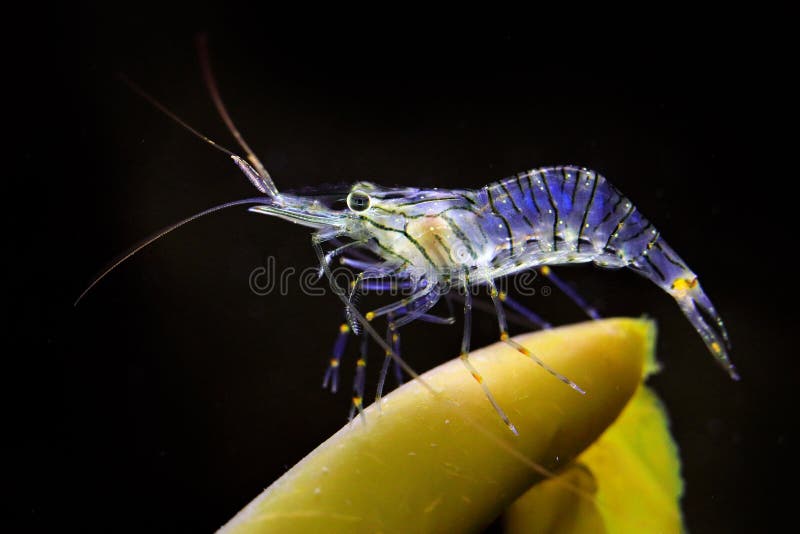 Conghuensis del caridina del camarón, vida marina cerca de la China en el océano Animal de mar en el hábitat de la naturaleza Cam fotos de archivo Conghuensis del caridina del camarón, vida marina cerca de la China en el océano Animal de mar en el hábitat de la naturaleza Cam fotos de archivo