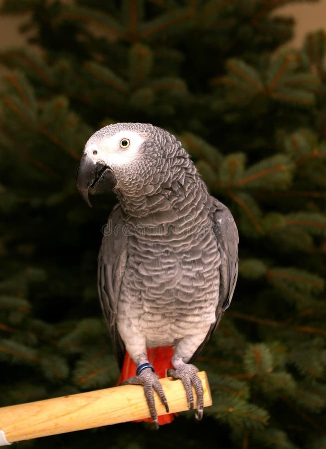 Congo African Grey Parrot stock image. Image of parrot 3807127