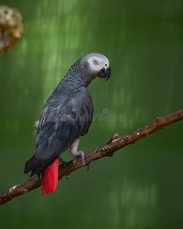 Congo African Grey Parrot in an Exhibit in a Bird Park Stock Image