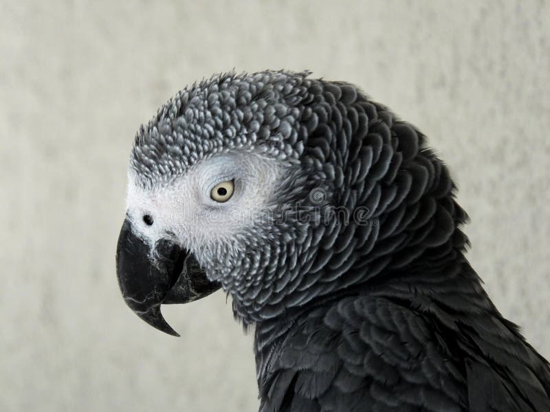 Congo African Grey Parrot (Psittacus Erithacus) Stock Photo Image of