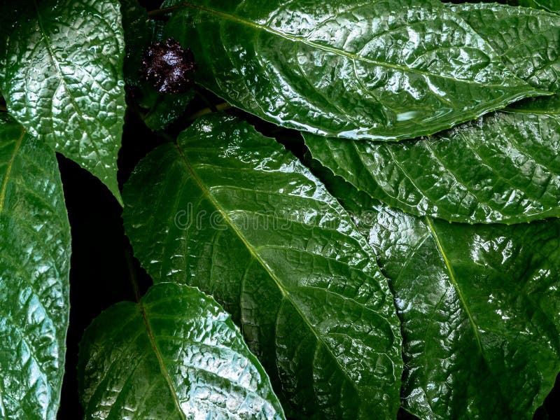 Congo Fig Dorstenia Elata Glossy and Dark Green Leaf Surface of