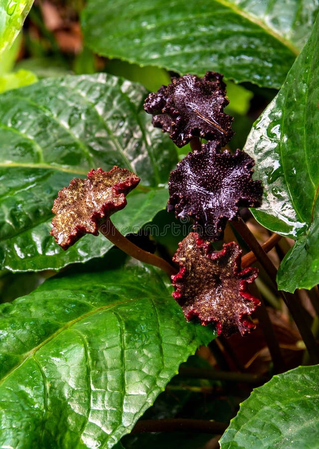 Congo Fig Stock Photos Free & RoyaltyFree Stock Photos from Dreamstime