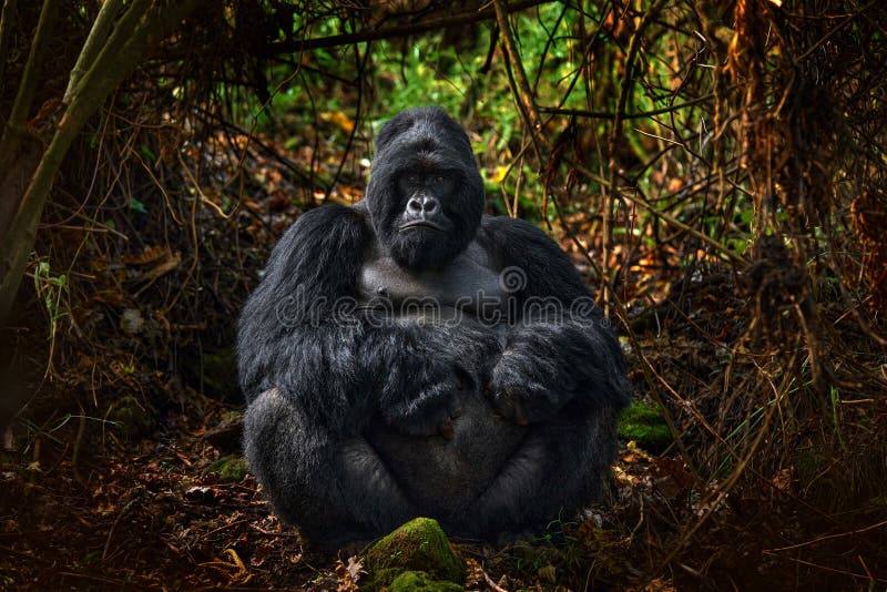 Congo mountain gorilla. Gorilla - wildlife forest portrait . Detail head primate portrait with beautiful eyes. Wildlife scene from