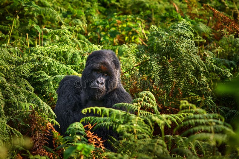 Congo mountain gorilla. Gorilla - wildlife forest portrait . Detail head primate portrait with beautiful eyes. Wildlife scene from