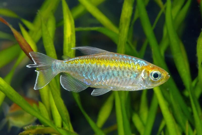 Congo Tetra, Dominant Male of Popular Aquatrade Ornamental Species