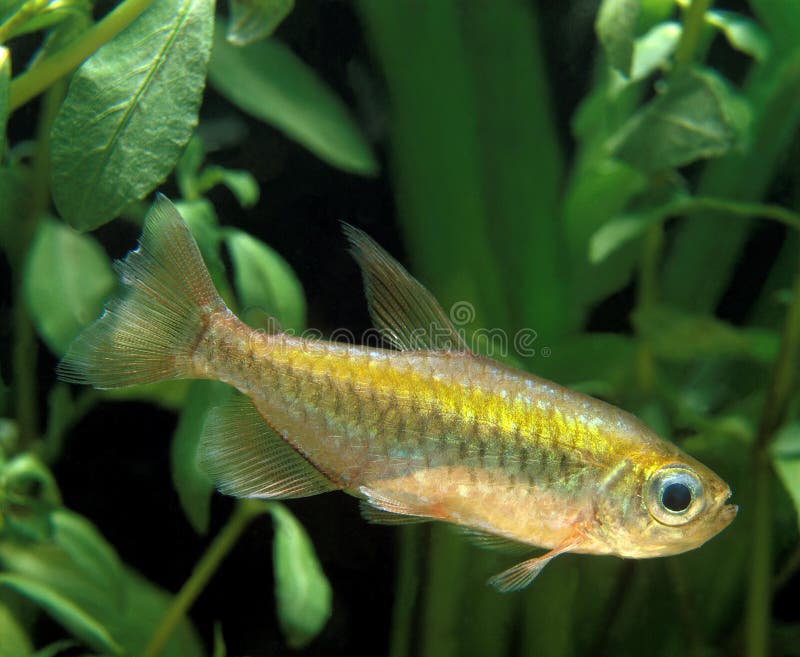 Female and Male of Congo Tetra, Phenacogrammus Interruptus, Endemic of