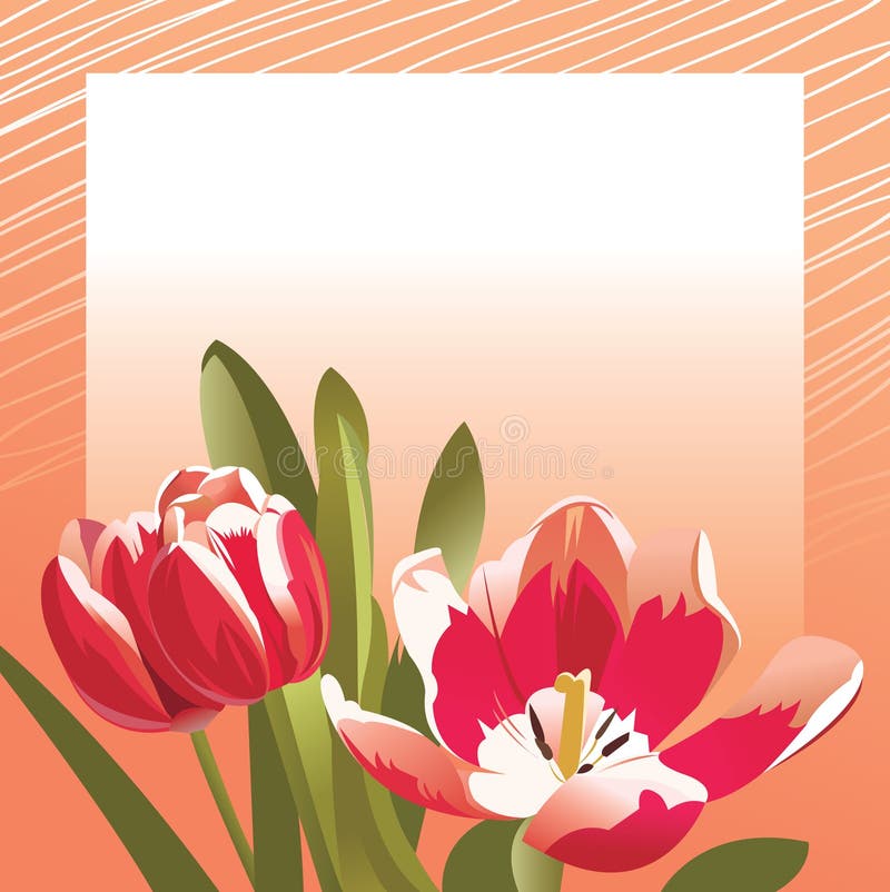 Congratulation Card with Tulips Stock Vector Illustration of beauty