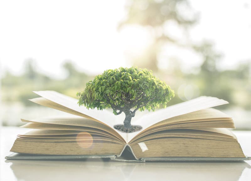 Conhecimento e conceito da sabedoria, árvore pequena que cresce no ope do livro velho