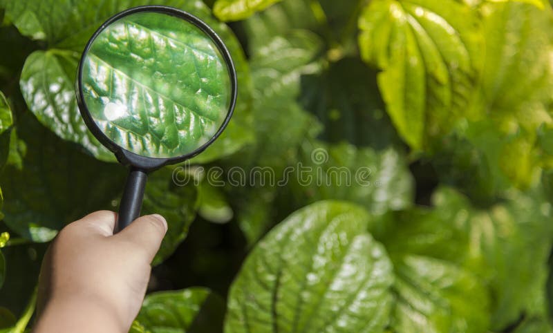 Conheça o mundo o menino da mão do homem branco que está explorando as folhas verdes no verão com sua lupa imagens de stock Conheça o mundo o menino da mão do homem branco que está explorando as folhas verdes no verão com sua lupa imagens de stock
