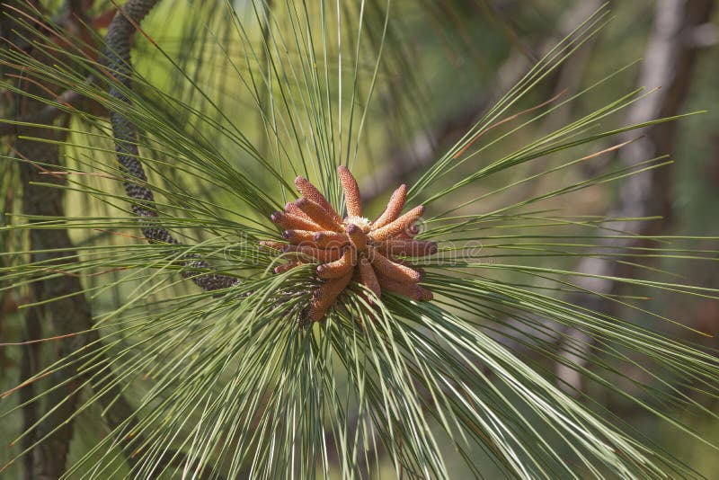Microstrobilus O Cono Di Polline O Cono Maschile Di Pino Scots Pino Pinus Sylvestris In Primavera Da Vicino - Fotografie Stock E Altre Immagini Di Ago - Parte Della Pianta - IStock - Foto 3