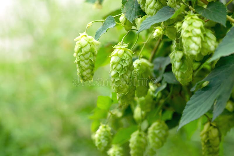 Coni di luppolo verde per la produzione di birra e di pane, chiusura Coni hop dettagliati nel campo hop Contesto agricolo
