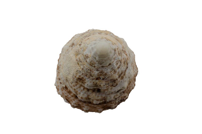 Conical shells isolated on white background. Sink from the stack of photos. close-up isolated on white background. Stack, royalty free stock photos Conical shells isolated on white background. Sink from the stack of photos. close-up isolated on white background. Stack, royalty free stock photos