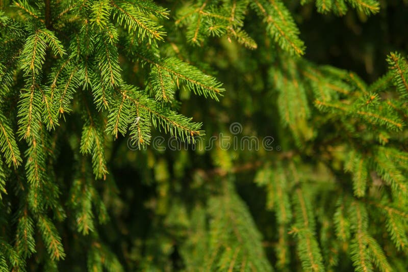 Conifer branches with dense green needles. royalty free stock photo