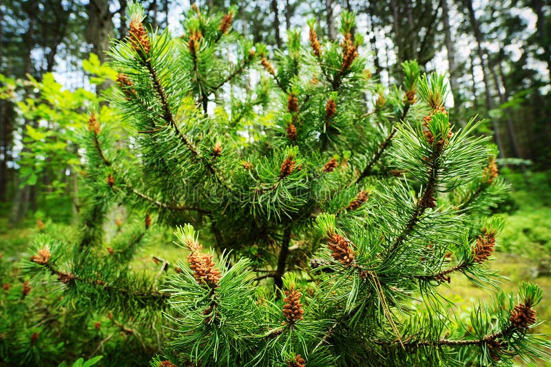 Cônes Mâles Pin Pinus Sylvestris Pollen Pin Est Allergène Agressif image  libre de droit par 404045 © #472026526