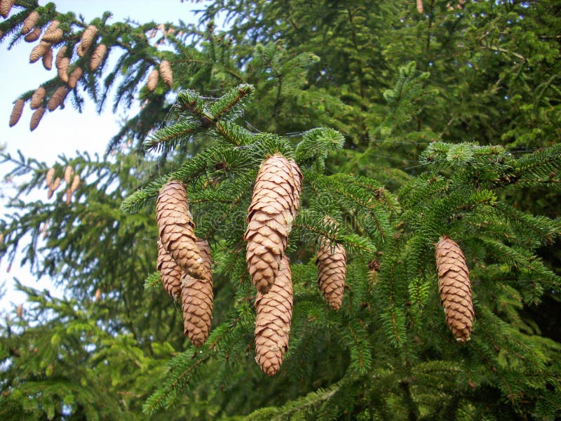 Conifer tree cones hanging down from the branches. Conifer tree cones hanging down from the branches.