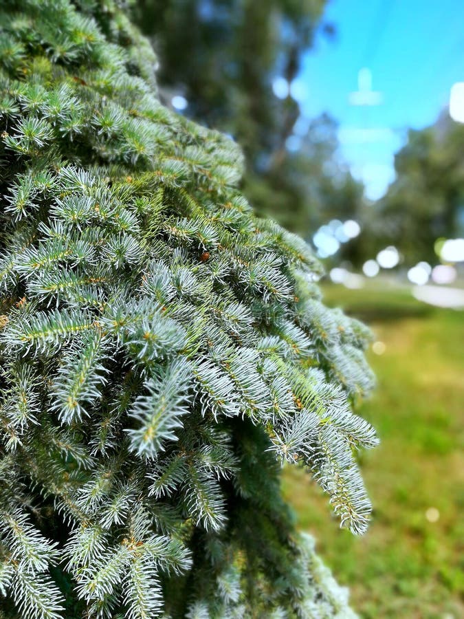 conifer imagem de stock royalty free conifer imagem de stock royalty free