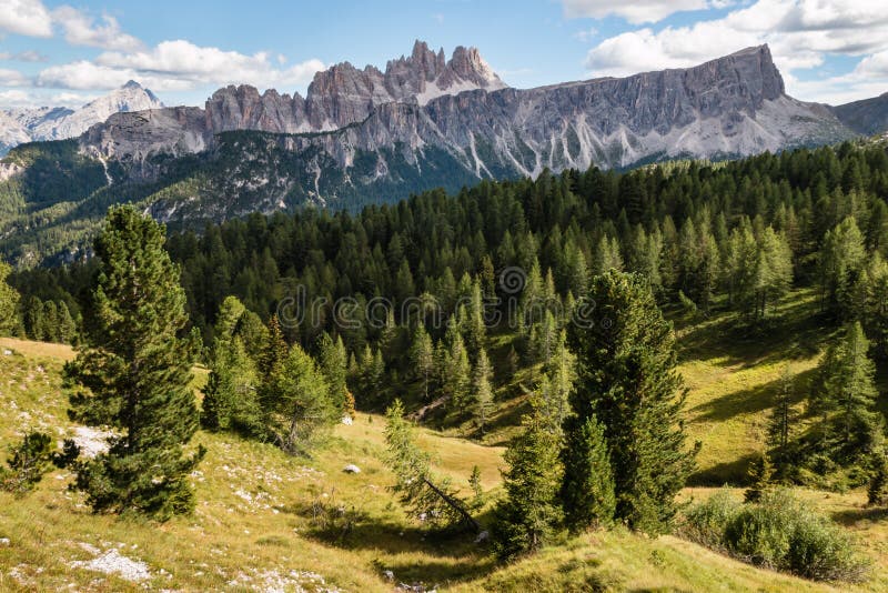 Conifer forest at Croda da Lago massif in South Tyrol Dolomites royalty free stock images Conifer forest at Croda da Lago massif in South Tyrol Dolomites royalty free stock images