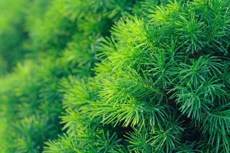 Conifer tree background stock image