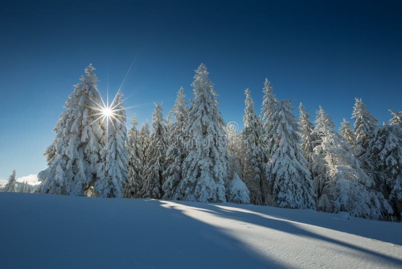 Conifer trees in winter in Black Forest, Germany