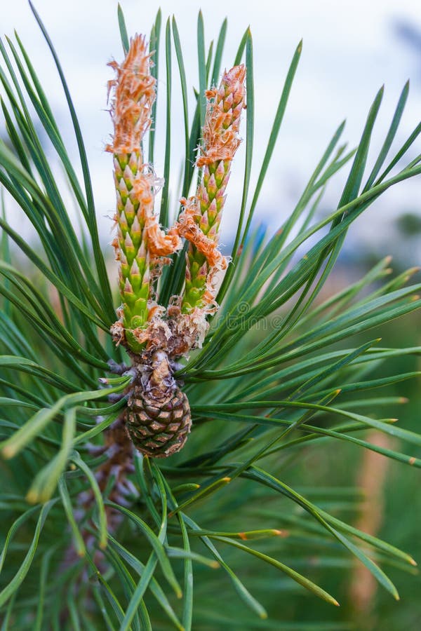 Conifera di fioritura fotografie stock libere da diritti Conifera di fioritura fotografie stock libere da diritti