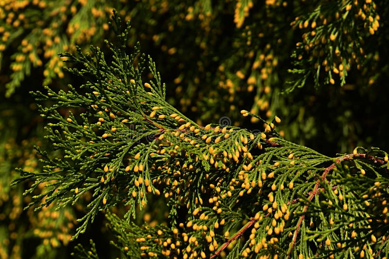 Coniferous branches of Incense cedar Calocedrus decurrens with small yellow cones visible, clear blue skies background