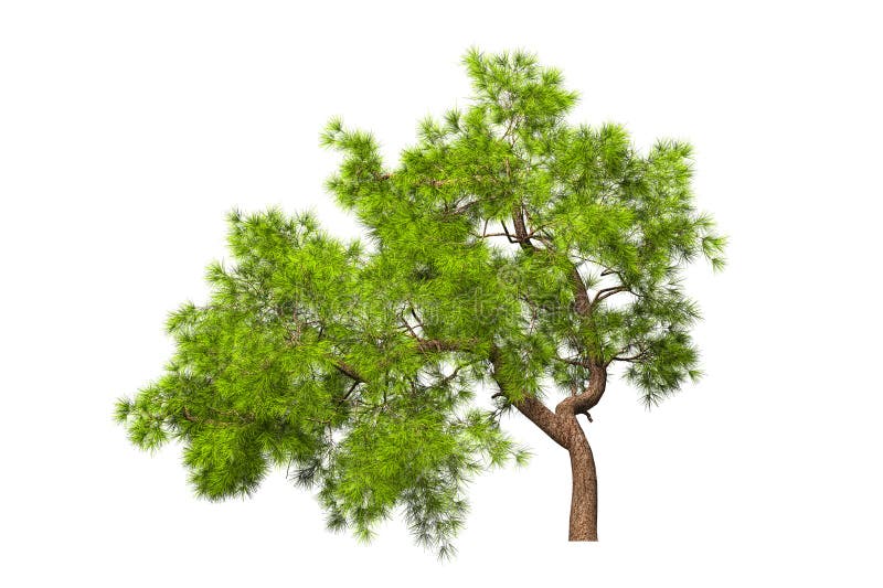 A Coniferous Evergreen Spruce Pine Tree With A Lush Crown And A Curved