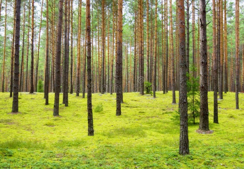 Coniferous forest royalty free stock photos