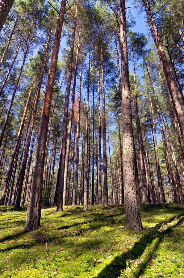 Coniferous forest stock photos