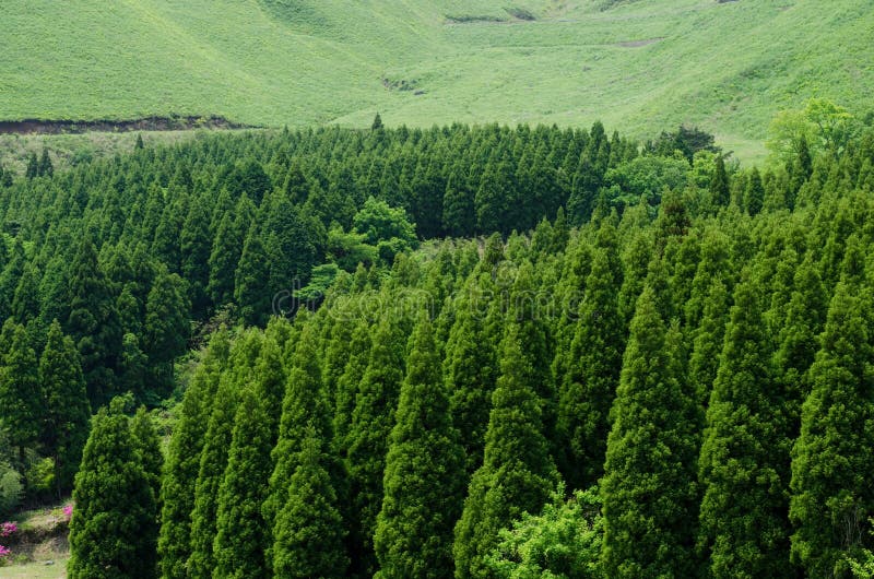 Coniferous forest royalty free stock images