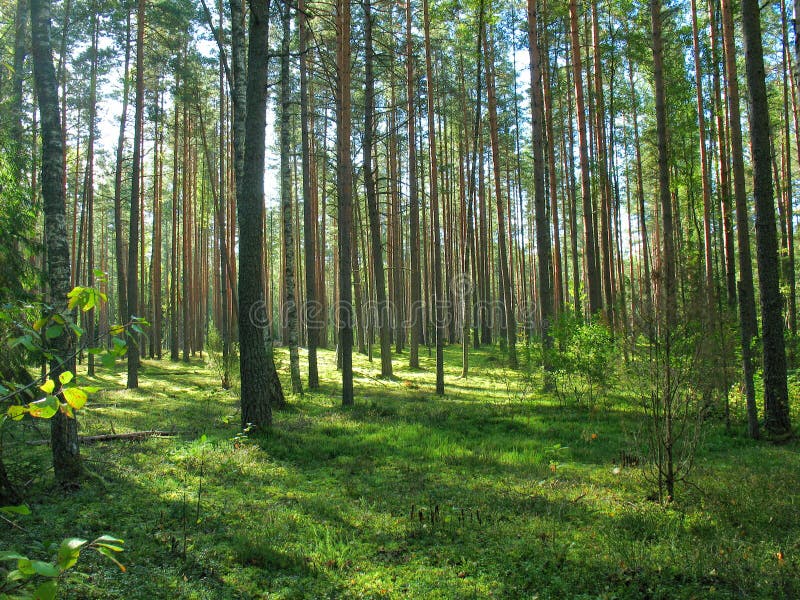 Coniferous forest stock photos