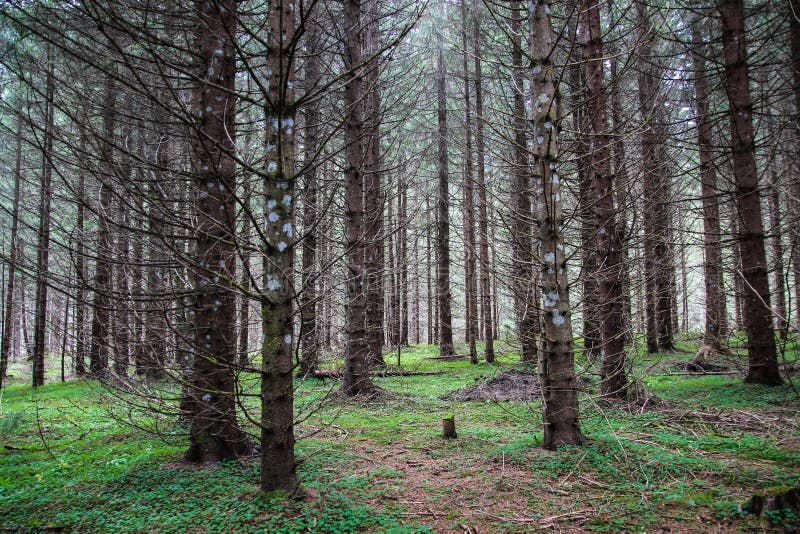 Coniferous Forest stock photo
