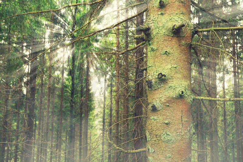 Coniferous forest royalty free stock images