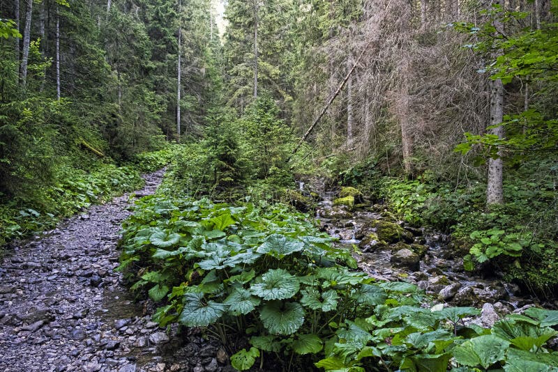 Coniferous forest in Belianske Tatras, Slovakia