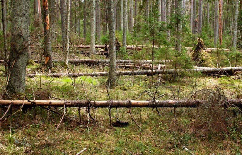 Coniferous forest royalty free stock image