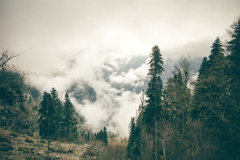 Coniferous Forest with cloudy Mountains