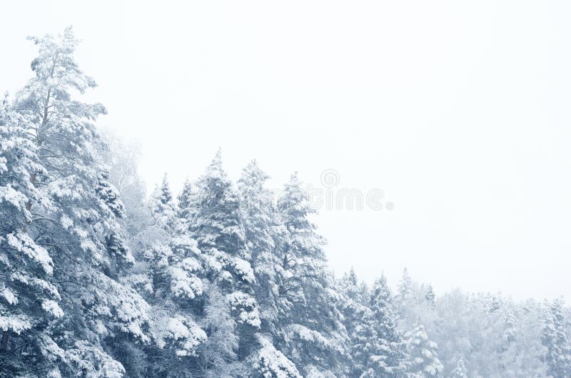 Coniferous forest covered with snow landscape backdrop. Winter season wild nature scenery. Snowy weather. Downfall in spruce