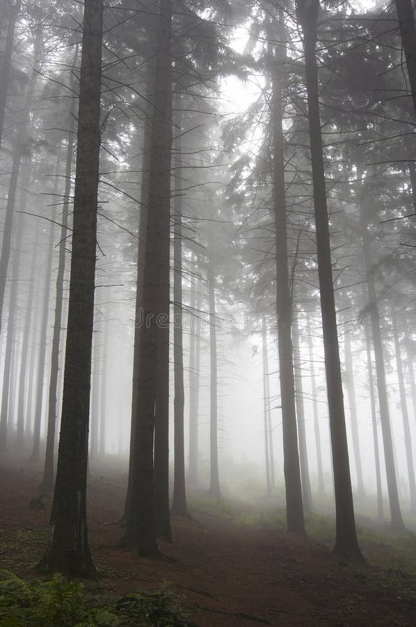 Coniferous forest in fog stock photo