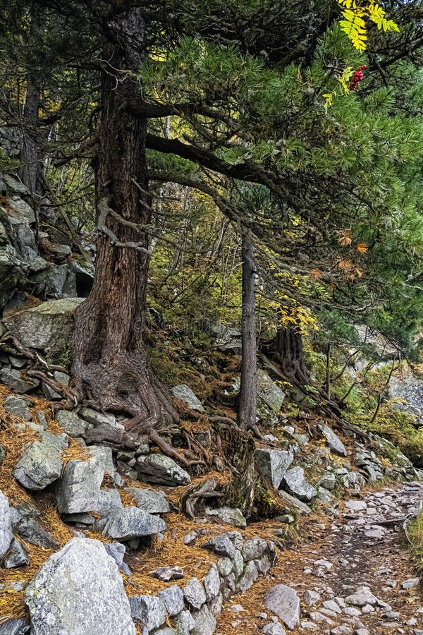 Jehličnatý les, Vysoké Tatry, Slovensko, podzimní scéna