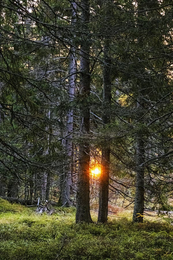 Jehličnatý les, Vysoké Tatry, Slovensko, scéna východu slunce