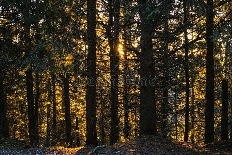 Jehličnatý les, Vysoké Tatry, Slovensko, scéna východu slunce