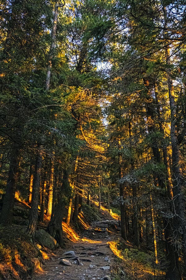 Jehličnatý les, Vysoké Tatry, Slovensko, scéna východu slunce