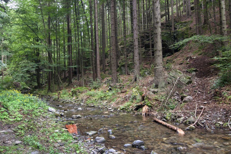 Coniferous forest royalty free stock images