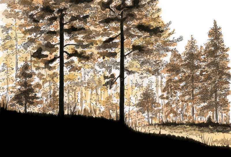 Coniferous forest royalty free stock photography