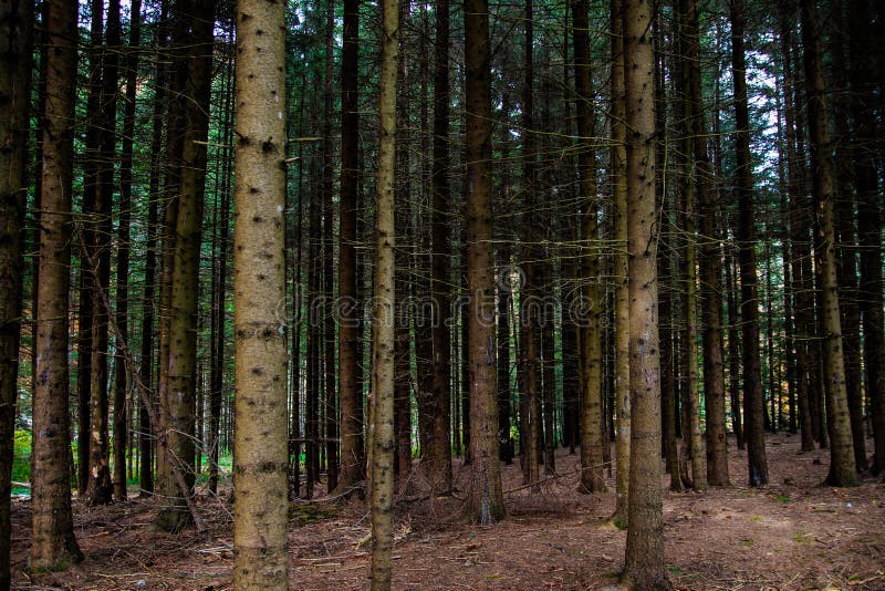 Coniferous Forest royalty free stock photography