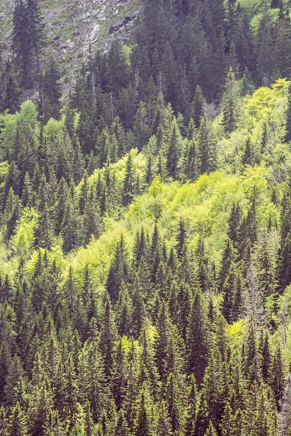 Jehličnatý les, Malá Fatra, Slovensko