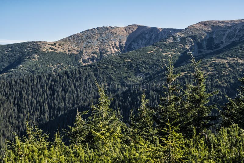 Ihličnatý les, Nízke Tatry, Slovensko